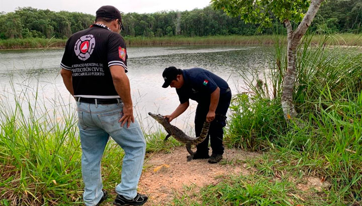 Elementos De Protección Civil Municipal Liberan En Laguna A Cocodrilo 1551